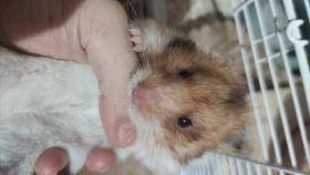 猫怎么做饭爆料视频,跟随视频学习猫咪专属料理